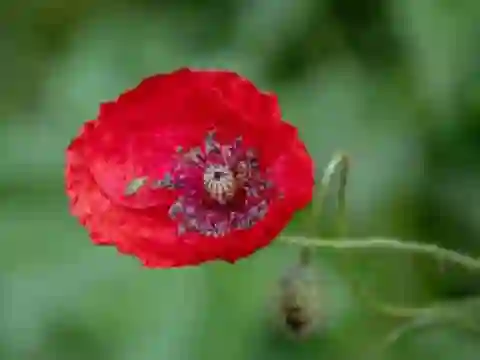 Spel Poppy Nature Flower Jigsaw aanlyn