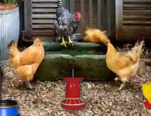 Spel Poultry Farm Easter Escape aanlyn