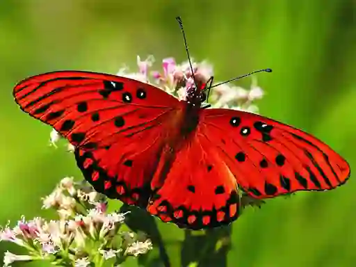 Spel Nature Jigsaw Puzzle Butterfly aanlyn