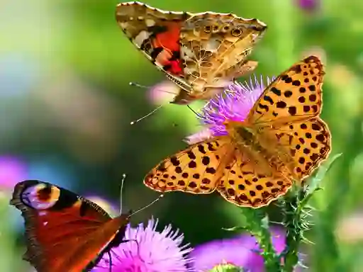 Spel Butterfly Slide aanlyn