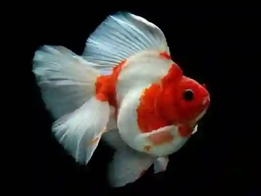 Spel Gold Fish Jigsaw Puzzle aanlyn
