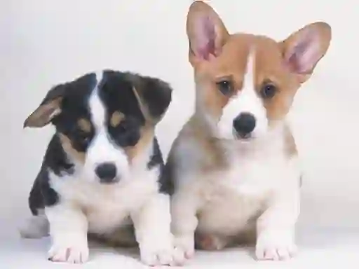 Spel Cute Puppies Puzzle aanlyn