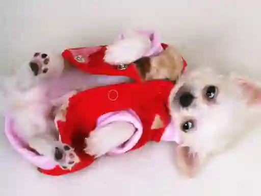 Spel Lovely Puppy Slide aanlyn