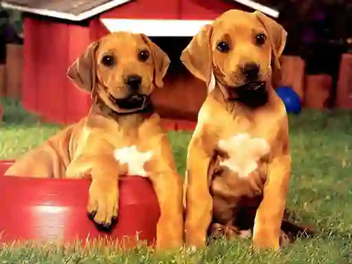 Spel Puppy Pairs Puzzle aanlyn