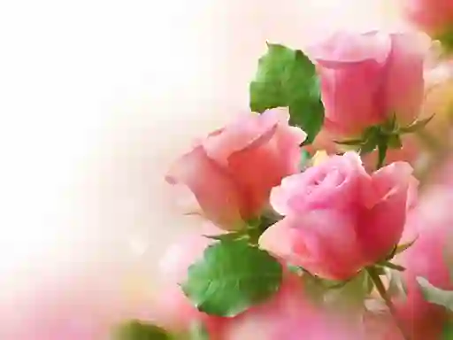 Spel Pink Roses aanlyn