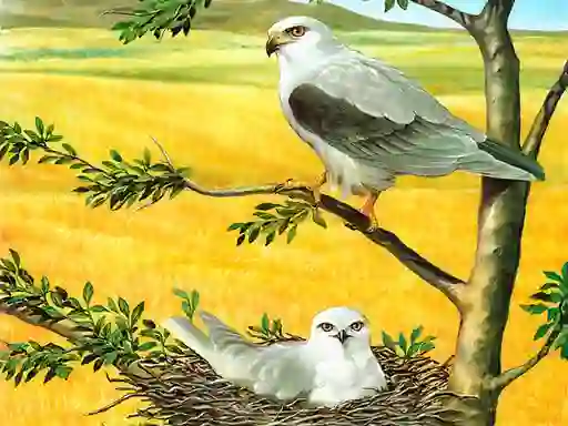 Spel Birds Of Prey Puzzle aanlyn