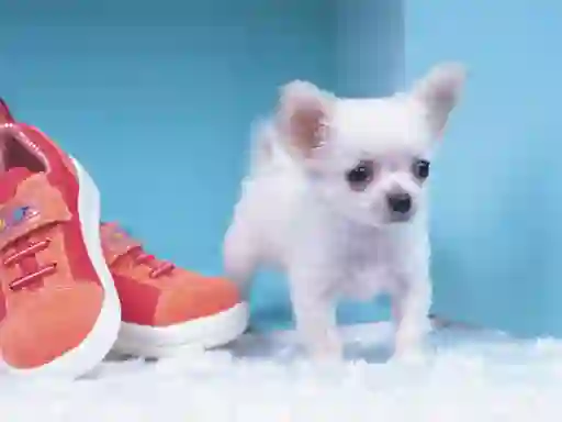 Spel Lovely Puppy Puzzle aanlyn