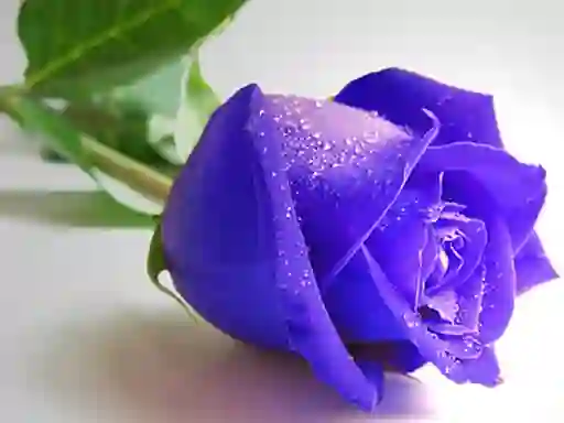 Spel Blue Roses aanlyn