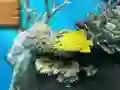 Spel Big fish eats small aanlyn