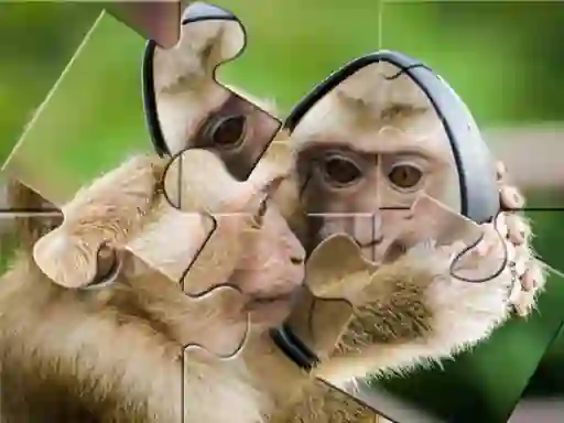 Spel Chimpanzee Jigsaw aanlyn