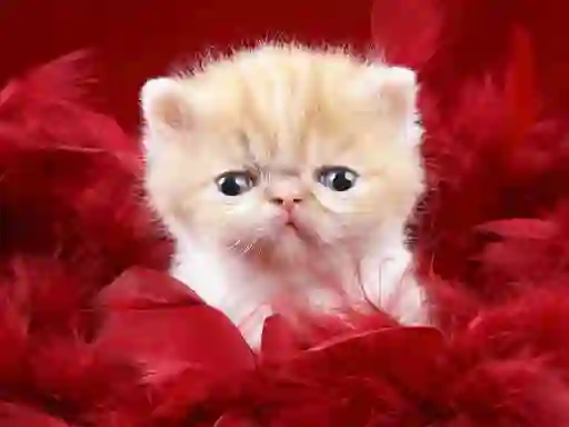 Spel Funny Kitty aanlyn