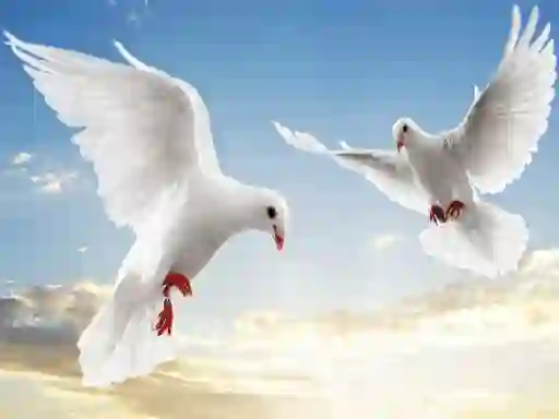 Spel Flying Birds aanlyn