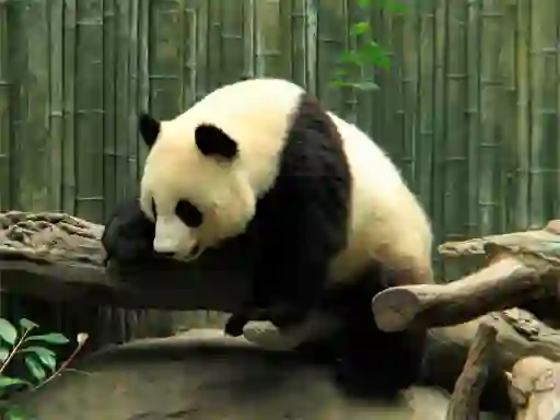 Spel Pandas Puzzle aanlyn