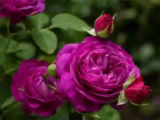 Spel Purple Roses aanlyn