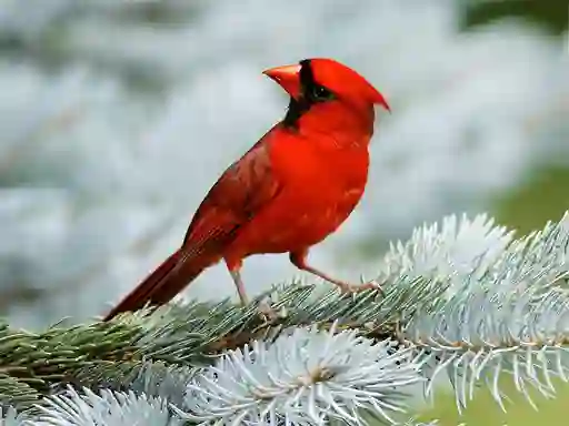 Spel Birds Puzzle aanlyn