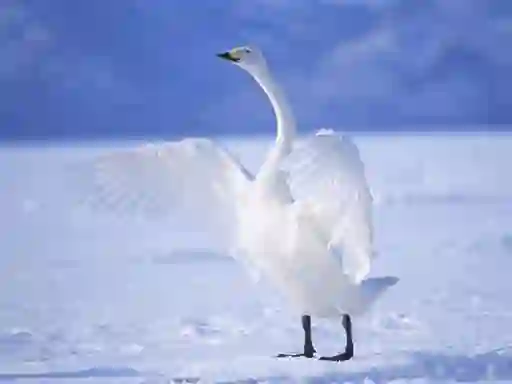 Spel Graceful Swans aanlyn