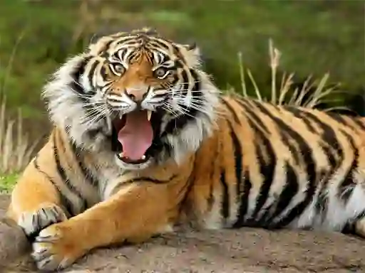 Spel Animals Jigsaw Puzzle Tiger aanlyn