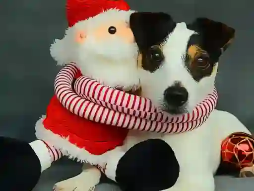 Spel Funny Christmas Dogs aanlyn