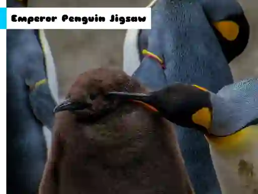 Spel Emperor Penguin Jigsaw aanlyn