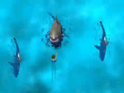 Spel Avoid the Sharks aanlyn