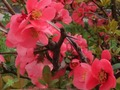 Spel Lente Blomme: Versteekte Voorwerpe  aanlyn