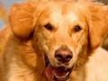 Spel Hond Spot Die Verskil  aanlyn
