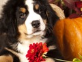 Spel Puzzel foto's toevoeging feite  aanlyn