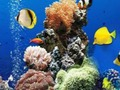 Spel Море подводное различие aanlyn
