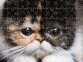 Spel Eksotiese Kattepuzzel  aanlyn