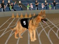 Spel Crazy Dog Racing Koors  aanlyn