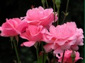 Spel Pienk rose  aanlyn