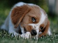 Spel Doggy Jigsaw aanlyn