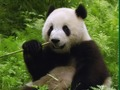 Spel Pandas legkaart  aanlyn