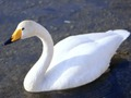 Spel Grasieuse swane aanlyn