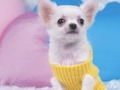 Spel Pragtige Puppy Puzzle  aanlyn