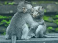 Spel Sjimpansee Jigsaw  aanlyn