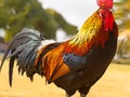 Spel Binnelandse voëls legkaart  aanlyn
