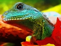 Spel Chinese Water Dragon Jigsaw aanlyn