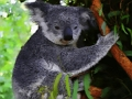 Spel Oulike Koala Beer  aanlyn