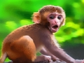 Spel Snaakse Baby Monkey  aanlyn