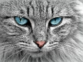 Spel Cat Eye se figuursaag  aanlyn