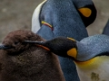 Spel Keiser Penguin Jigsaw  aanlyn