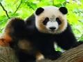 Spel Oulike baba Panda  aanlyn