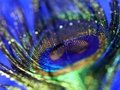 Spel Peacock Feather Jigsaw aanlyn