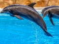 Spel Sea Dolphin Jigsaw aanlyn