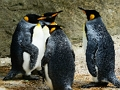 Spel King Penguin Jigsaw aanlyn
