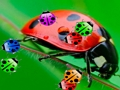 Spel Lieveheersbeestjie wedstryd3 aanlyn
