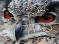 Spel Wilde uil Jigsaw  aanlyn