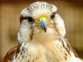 Spel Gyrfalcon -figuursaag  aanlyn
