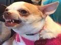 Spel Watter memehond is jy?  aanlyn